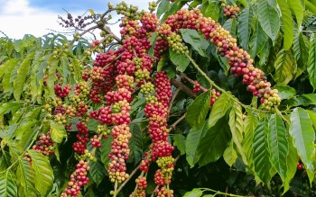 Ngày 30/4: Giá cà phê bật tăng mạnh, hồ tiêu đi ngang