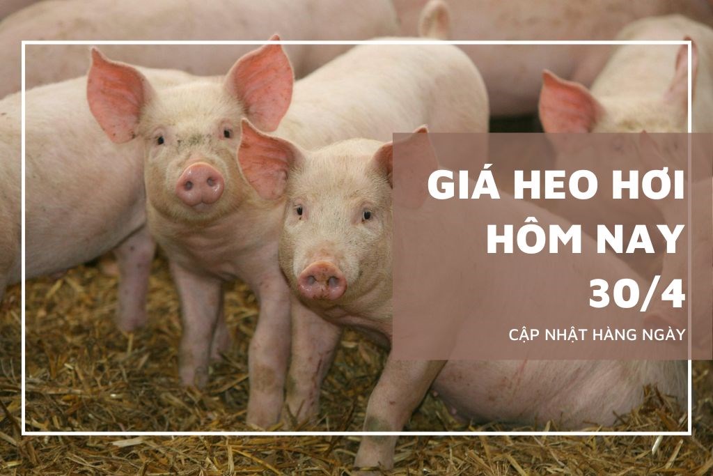 Ngày 30/4: Giá heo hơi dao động trong khoảng 64.000 - 69.000 đồng/kg