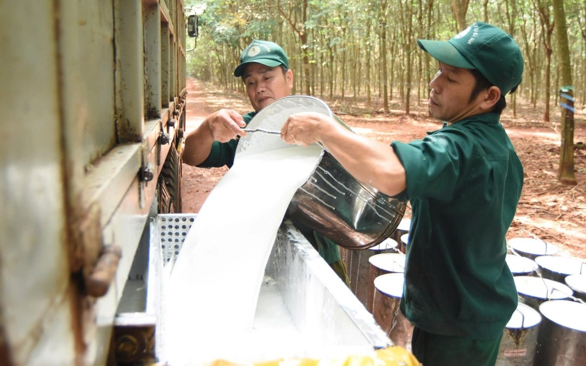 Ngày 1/5: Giá cao su thế giới biến động trái chiều