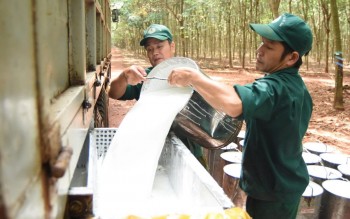 Ngày 1/5: Giá cao su thế giới biến động trái chiều