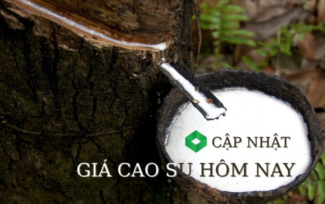Ngày 3/5: Giá cao su thế giới tăng - giảm đan xen tại các kỳ hạn giao hàng