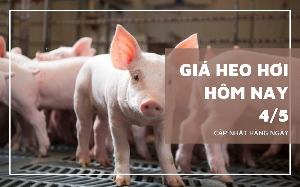 Ngày 4/5: Giá heo hơi tại khu vực miền Nam chạm mốc 70.000 đồng/kg