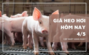 Ngày 4/5: Giá heo hơi tại khu vực miền Nam chạm mốc 70.000 đồng/kg