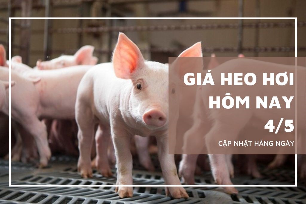 Ngày 4/5: Giá heo hơi tại khu vực miền Nam chạm mốc 70.000 đồng/kg