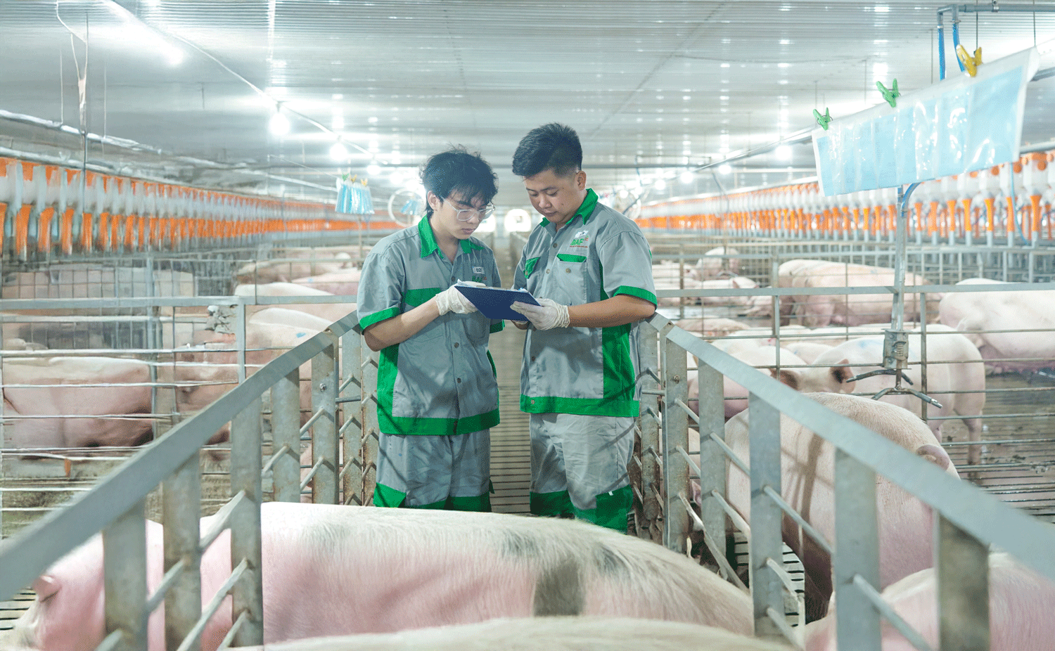 Nông nghiệp BAF Việt Nam báo lãi kỷ lục 206 tỷ đồng trong quý I/2026
