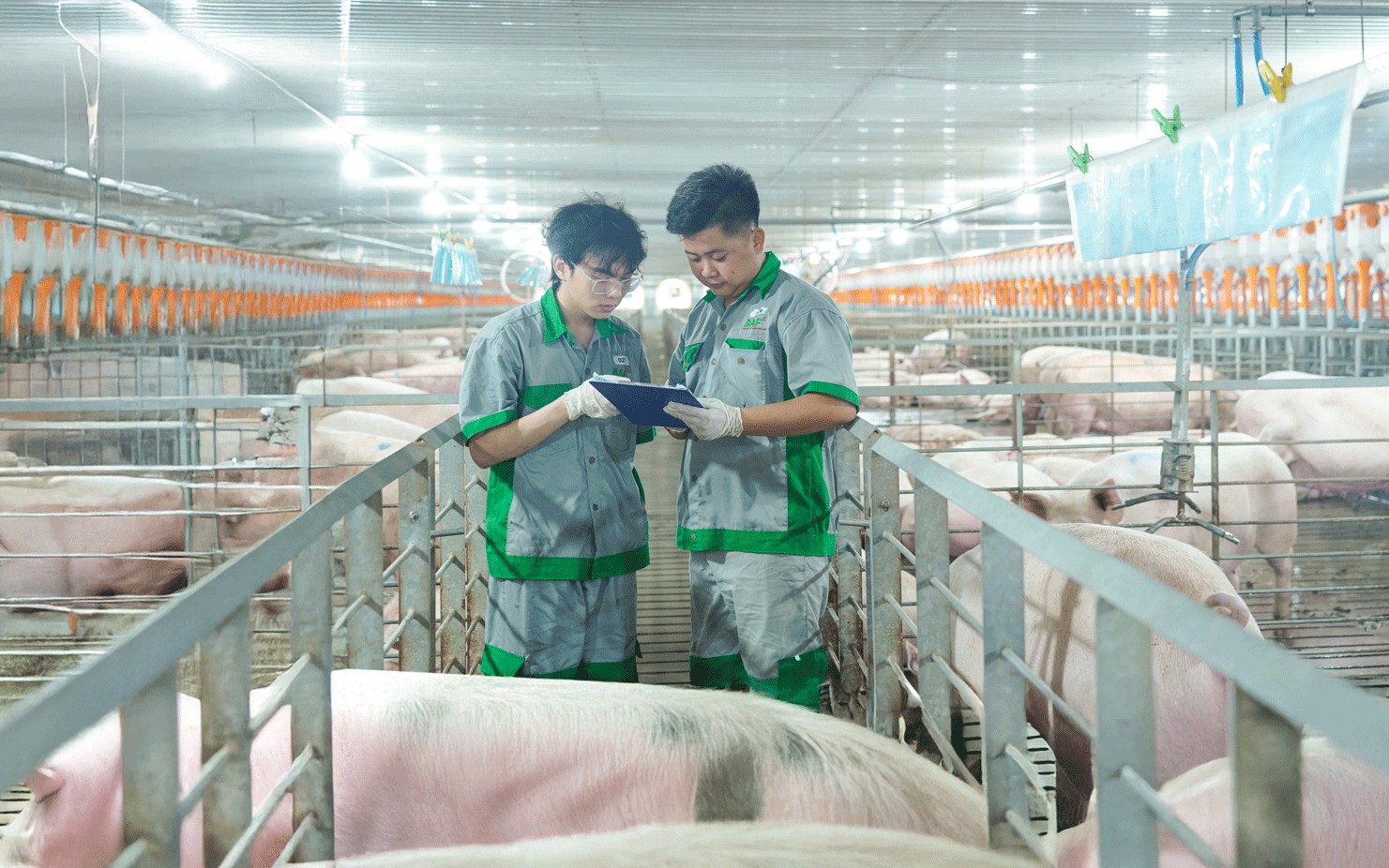 Nông nghiệp BAF Việt Nam báo lãi kỷ lục 206 tỷ đồng trong quý I/2026