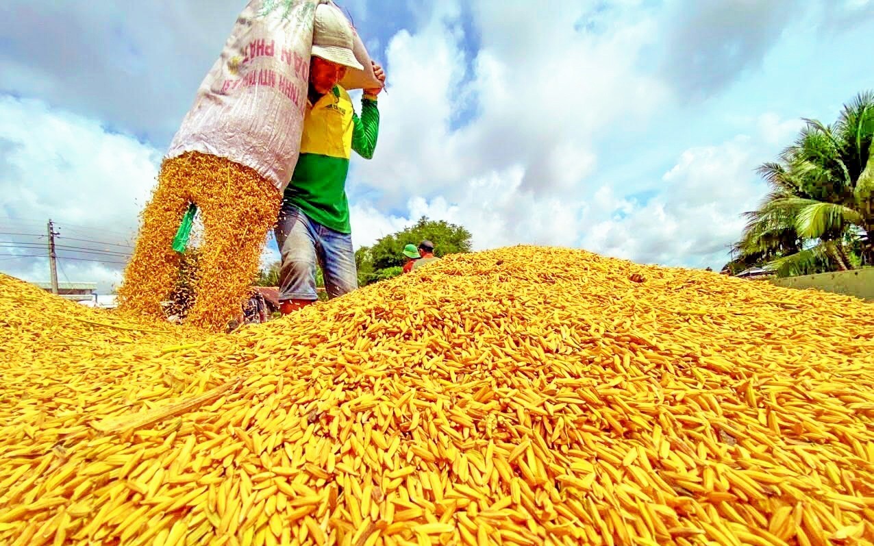 Ngày 6/5: Giá lúa tươi tại Đồng bằng sông Cửu Long tăng, gạo ổn định