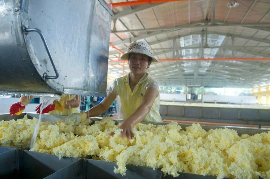 Doanh nghiệp cao su khởi sắc ngay quý đầu năm