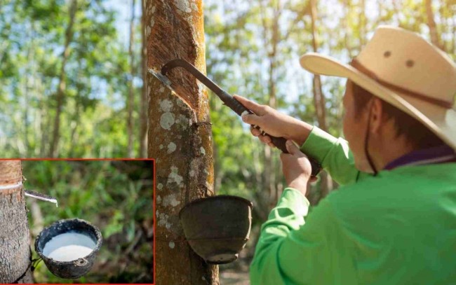 Ngày 7/5: Giá cao su thế giới ở trạng thái "tăng trong thận trọng"