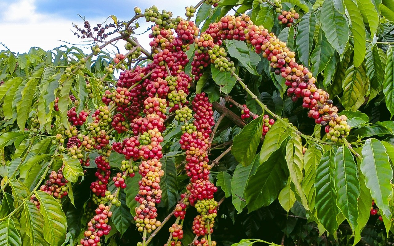 Ngày 7/5: Giá cà phê bật tăng trở lại, hồ tiêu neo ở mức cao