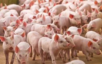 Ngày 7/5: Giá heo hơi miền Bắc tăng, miền Trung và miền Nam đi ngang
