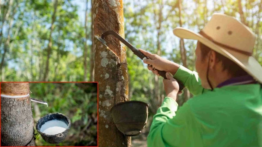 Ngày 7/5: Giá cao su thế giới ở trạng thái “tăng trong thận trọng” Ngày 7/5: Giá cao su thế giới ở trạng thái