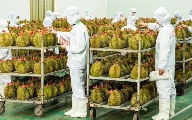 Khẩn trương tháo nút thắt kiểm nghiệm cho sầu riêng xuất khẩu