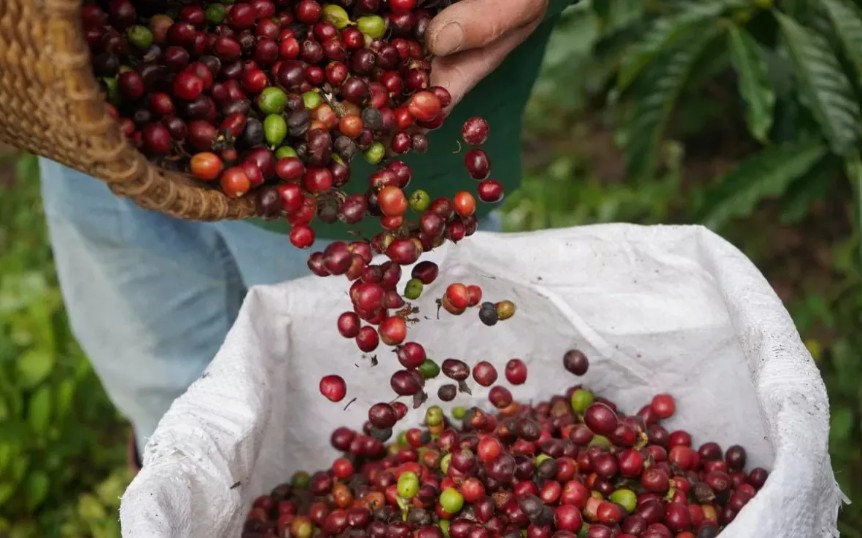 Ngày 8/5: Giá cà phê tiếp đà tăng mạnh, hồ tiêu neo cao ở mức 144.000 đồng/kg