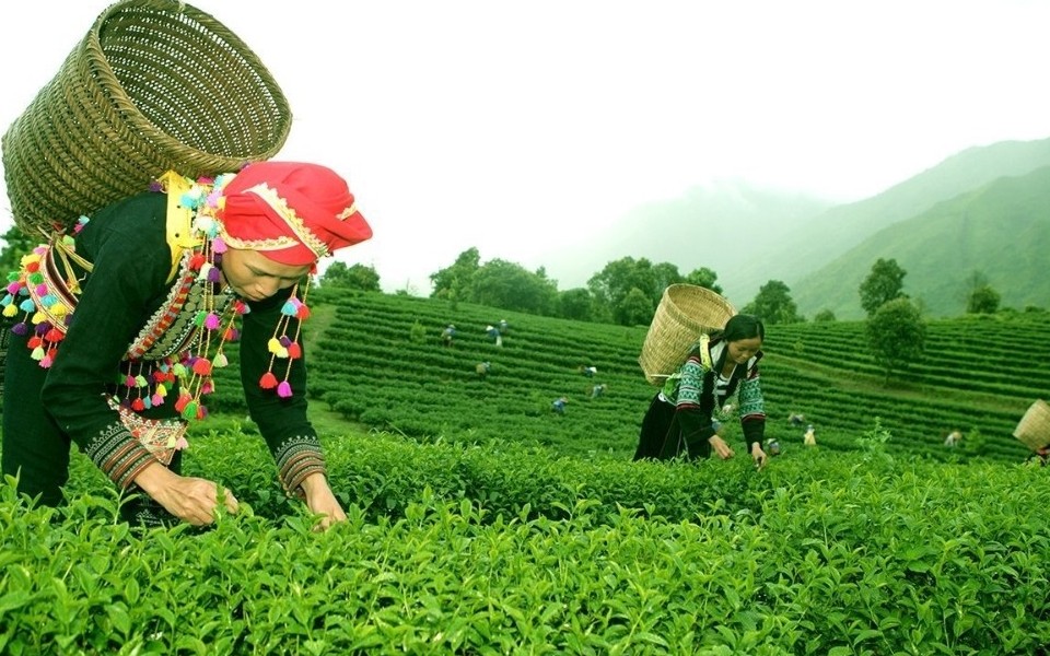 Lai Châu tăng tốc phát triển nông nghiệp xanh, hình thành vùng sản xuất hàng hóa quy mô lớn