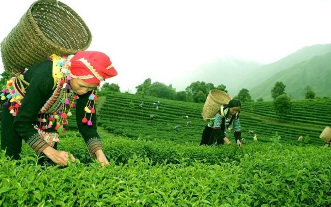 Lai Châu tăng tốc phát triển nông nghiệp xanh, hình thành vùng sản xuất hàng hóa quy mô lớn