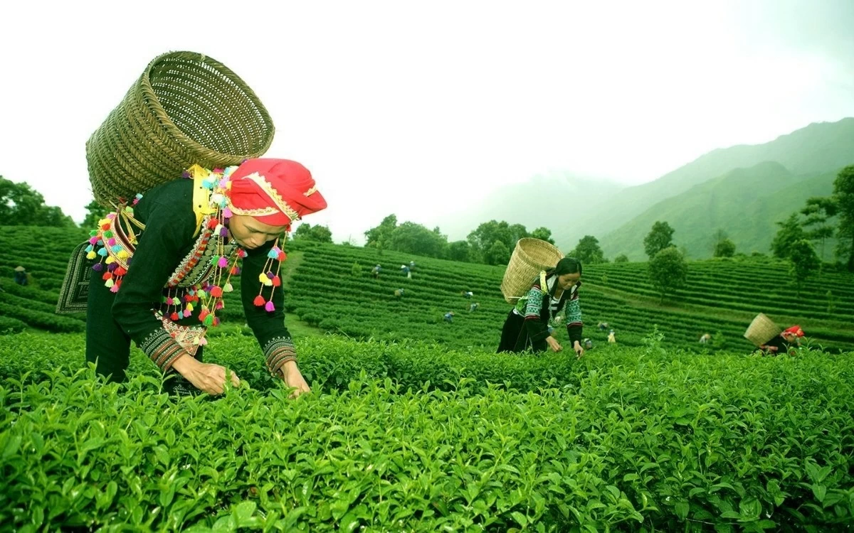 Lai Châu tăng tốc phát triển nông nghiệp xanh, hình thành vùng sản xuất hàng hóa quy mô lớn