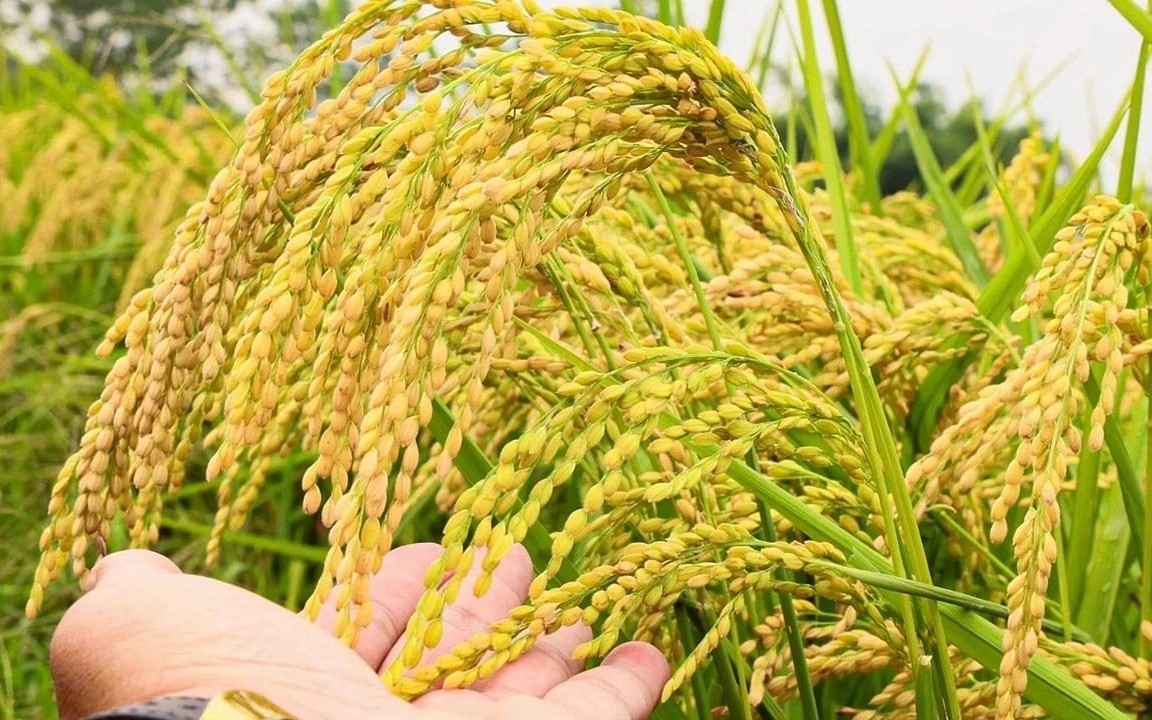 Ngày 10/5: Giá lúa tại Đồng bằng sông Cửu Long giảm, giao dịch chậm