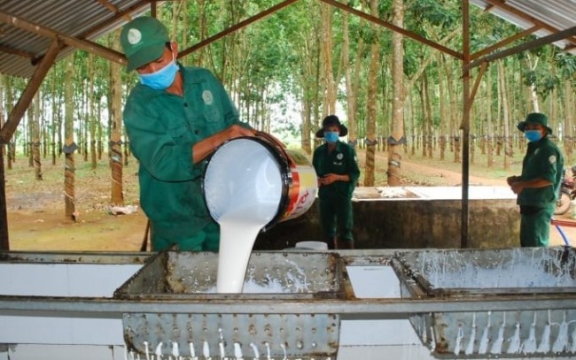 Ngày 12/5: Giá cao su trong nước và thế giới đồng loạt tăng