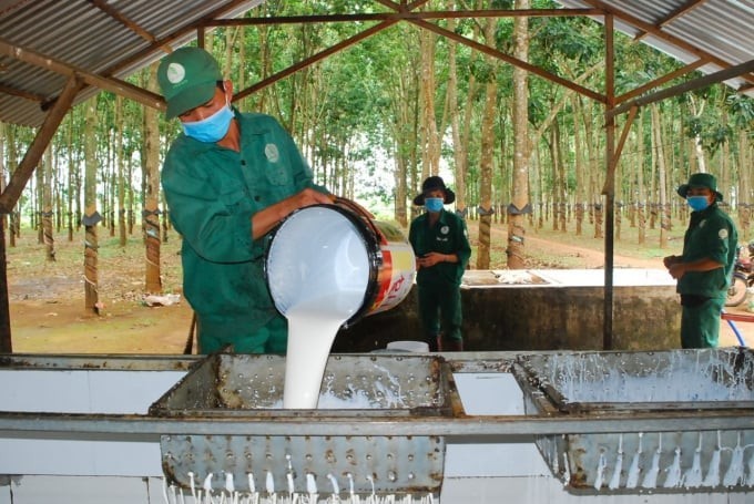 Ngày 12/5: Giá cao su trong nước và thế giới đồng loạt tăng
