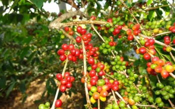 Ngày 13/5: Giá cà phê bật tăng mạnh, hồ tiêu ở mức 144.000 đồng/kg