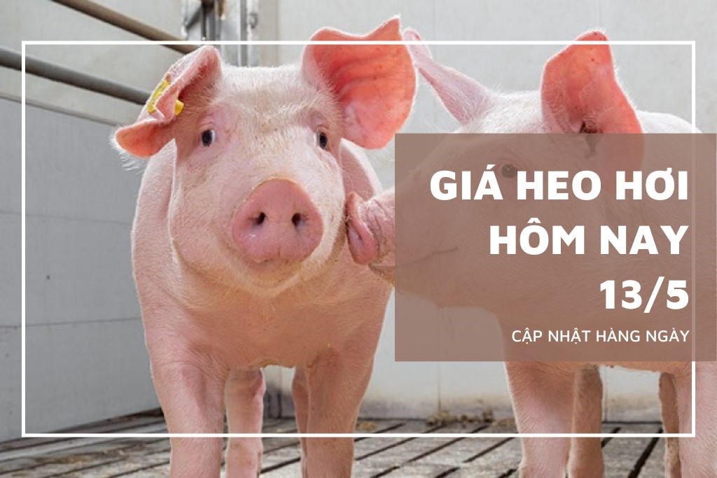 Ngày 13/5: Giá heo hơi tiếp tục tăng, neo đỉnh 71.000 đồng/kg