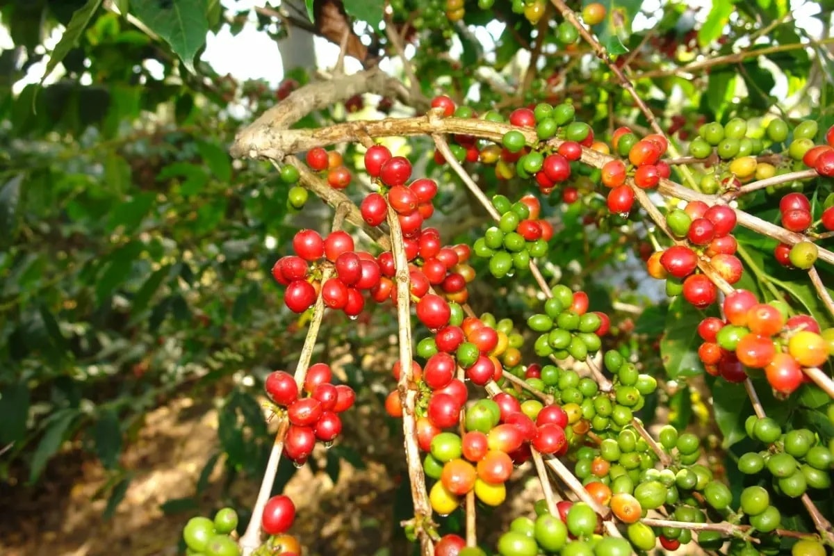 Ngày 13/5: Giá cà phê bật tăng mạnh, hồ tiêu ở mức 144.000 đồng/kg giacaph.jpg