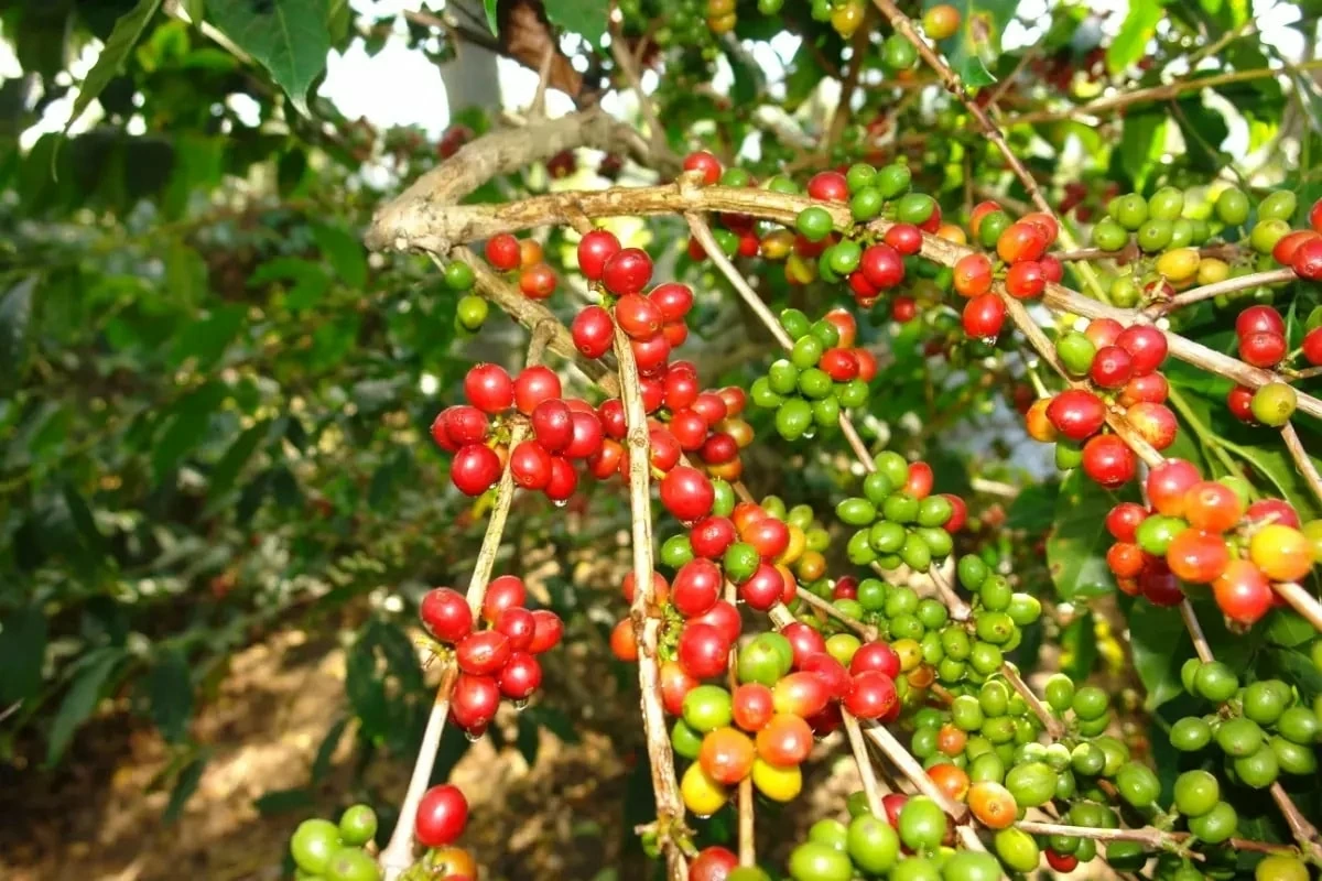 Ngày 13/5: Giá cà phê bật tăng mạnh, hồ tiêu ở mức 144.000 đồng/kg giacaph.jpg