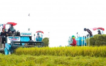 Cần Thơ tiên phong số hóa đánh giá lúa phát thải thấp, xây dựng thương hiệu “Gạo Việt xanh”