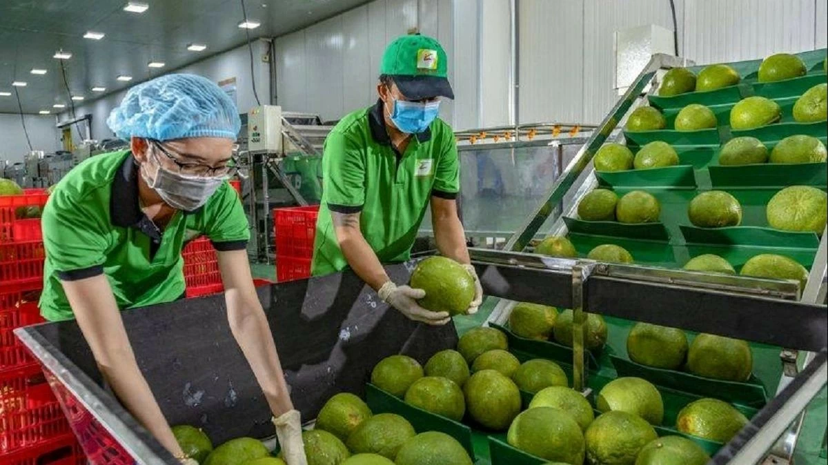 Bưởi, chanh xuất khẩu sang Trung Quốc phải được GACC phê duyệt