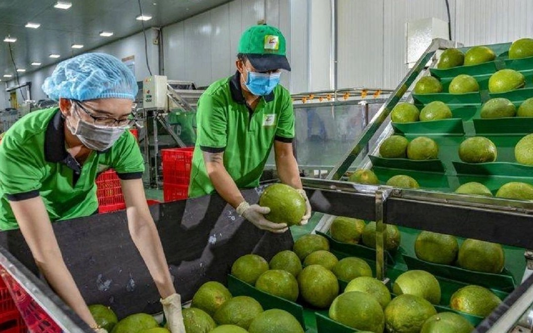 Bưởi, chanh xuất khẩu sang Trung Quốc phải được GACC phê duyệt