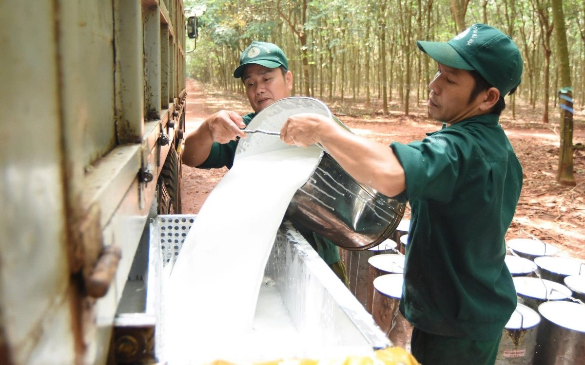 Ngày 15/5: Giá cao su kỳ hạn xa tại Nhật Bản và Trung Quốc tăng mạnh