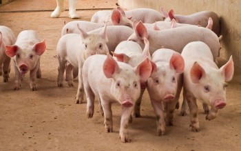 Ngày 15/5: Giá heo hơi giữ đỉnh 71.000 đồng/kg