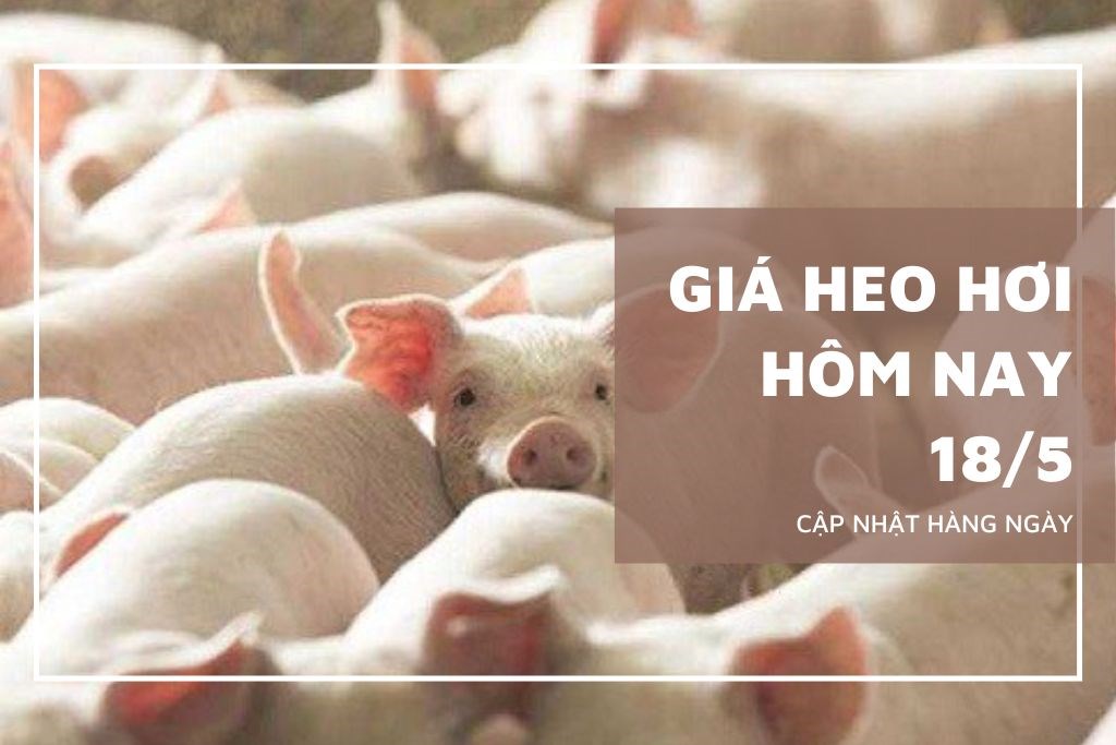 Ngày 178/5: Giá heo hơi tại khu vực miền Nam biến động