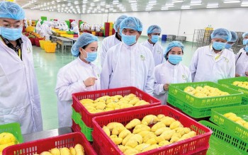 Sai một chi tiết nhỏ, doanh nghiệp có thể bị từ chối thông quan