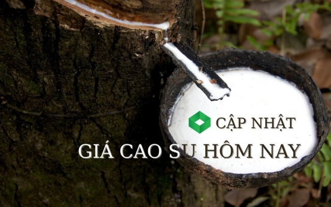 Ngày 21/5: Giá cao su tại các sàn giao dịch lớn đồng loạt tăng