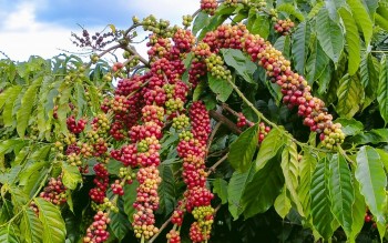 Ngày 22/5: Giá cà phê quay đầu giảm, hồ tiêu neo cao ở mức 142.000 đồng/kg