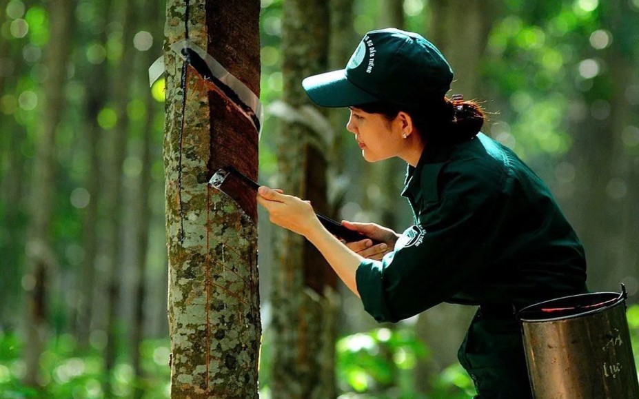 Ngày 23/5: Giá cao su trên các sàn giao dịch châu Á biến động trái chiều