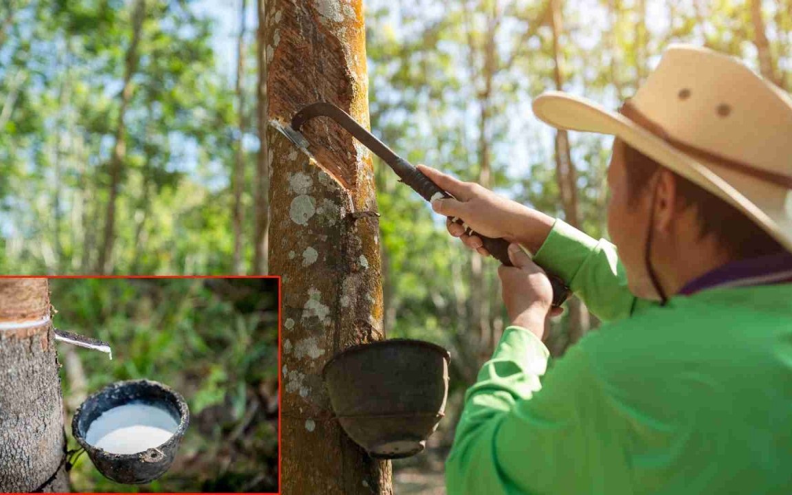 Ngày 24/5: Giá cao su châu Á giảm phiên thứ 3 liên tiếp
