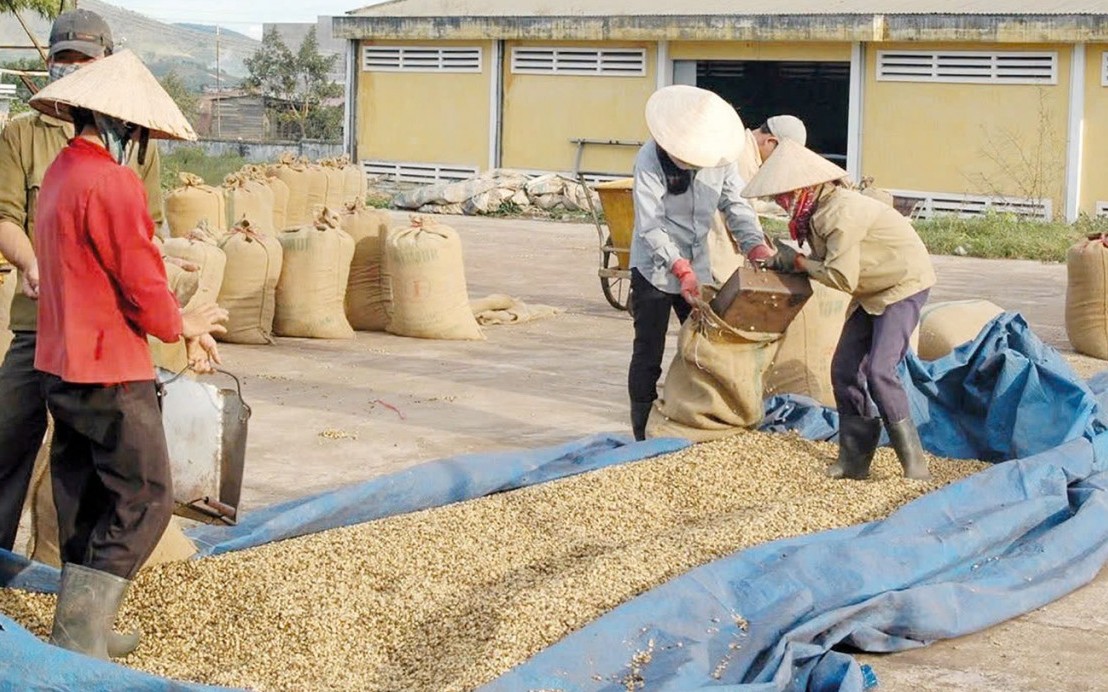 Giá cà phê duy trì xu hướng giảm nhẹ trước áp lực dư cung