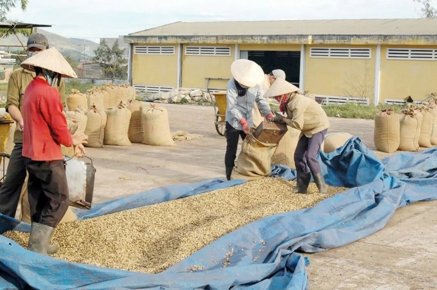 Giá cà phê duy trì xu hướng giảm nhẹ trước áp lực dư cung Giá cà phê duy trì xu hướng giảm nhẹ trước áp lực dư cung