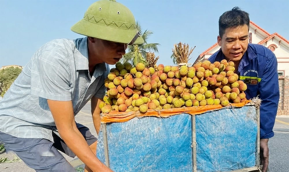 Bộ Công thương đề nghị tạo “luồng xanh” cho vải thiều xuất khẩu vụ 2026