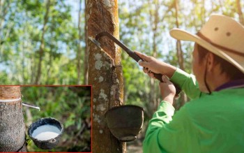 Ngày 27/5: Giá cao su thế giới phân hóa, trong nước đi ngang