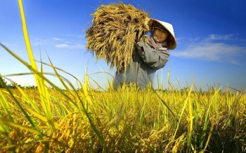 Nông dân Đồng bằng sông Cửu Long chủ động hơn trước rủi ro khí hậu nhờ bảo hiểm và tín dụng xanh