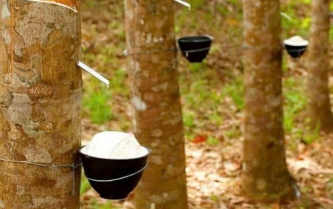 Ngày 29/5: Giá cao su thế giới đồng loạt khởi sắc