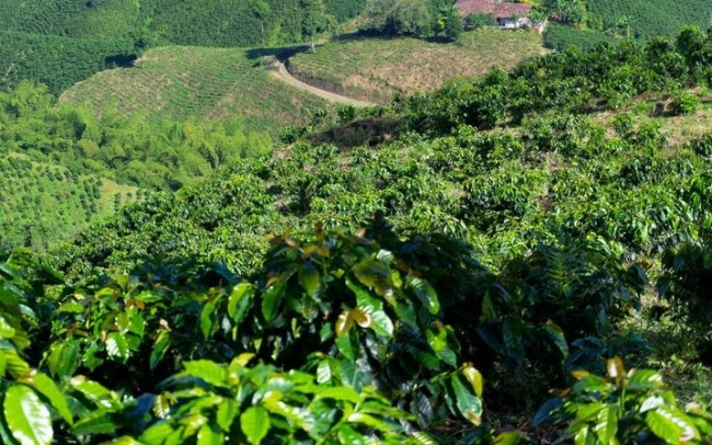 Hoàn thiện bản đồ rừng để giữ "cửa" xuất khẩu sang EU