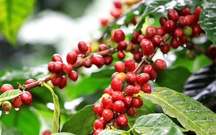 Ngày 30/5: Giá cà phê bật tăng mạnh, hồ tiêu neo ở mức cao