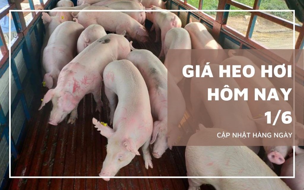 Ngày 1/6: Giá heo hơi cả nước không biến động quá mạnh