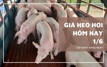 Ngày 1/6: Giá heo hơi cả nước không biến động quá mạnh