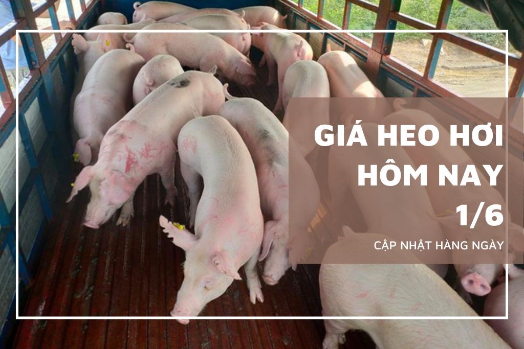Ngày 1/6: Giá heo hơi cả nước không biến động quá mạnh Ngày 1/6: Giá heo hơi cả nước không biến động quá mạnh